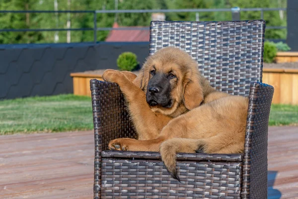 The Tibetan Mastiff. Puppy sits on the chair.