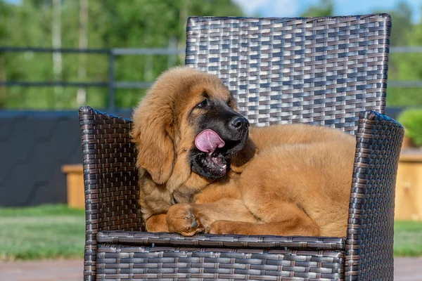 The Tibetan Mastiff. Puppy sits on the chair.