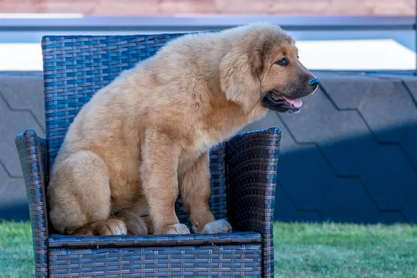 The Tibetan Mastiff. Puppy sits on the chair.