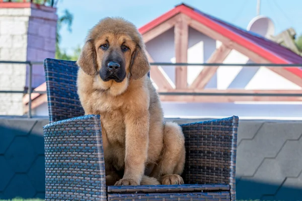 The Tibetan Mastiff. Puppy sits on the chair.