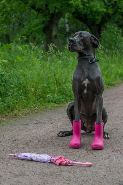 Great dog walks in the Park. The boots and scarf.