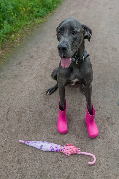 Great dog walks in the Park. The boots and scarf.