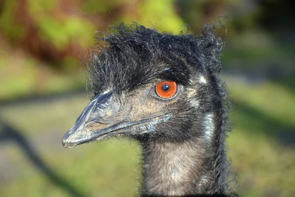 Australian Emu in profile having a bad hair day