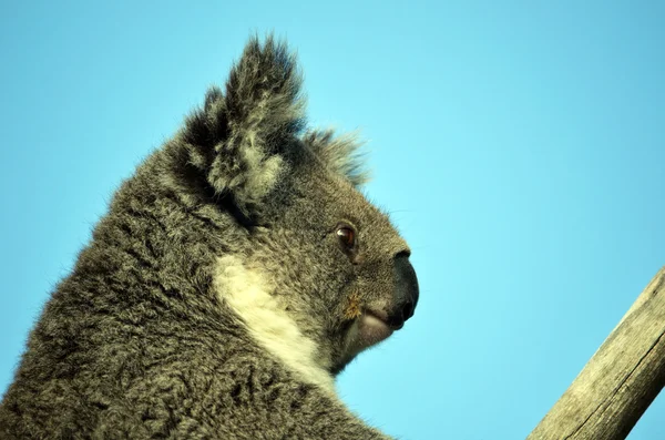 Australian Koala in close up profile