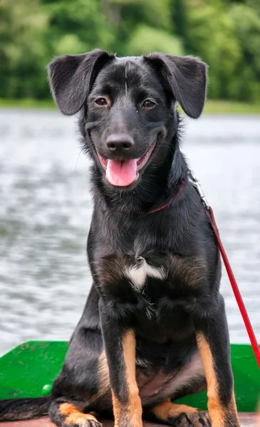 Beautiful black dog on fishing boat