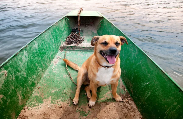 Small ore dog on fishing boat