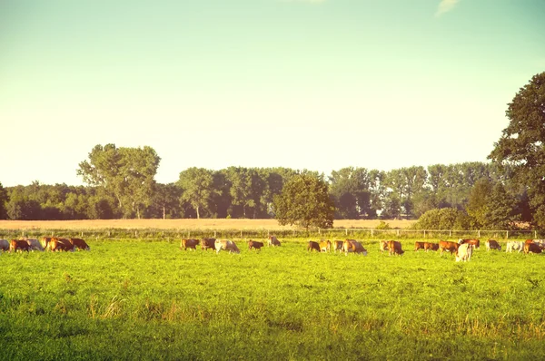 Cows grazing on a lovely green pasture