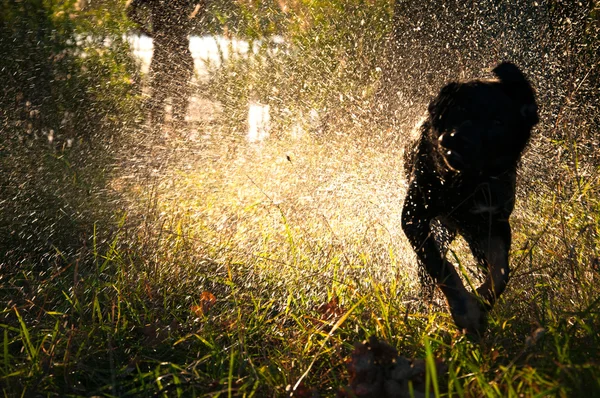 Black dog shaking off water