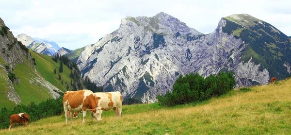 View on an alp with grazing cows in the karwendel mountains of the european alps