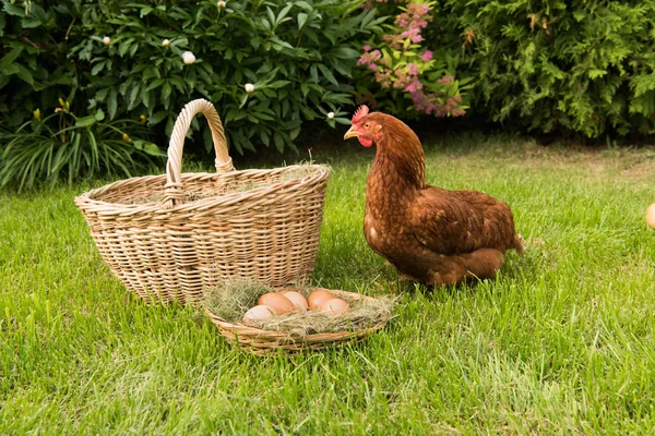 Chicken and eggs in the basket
