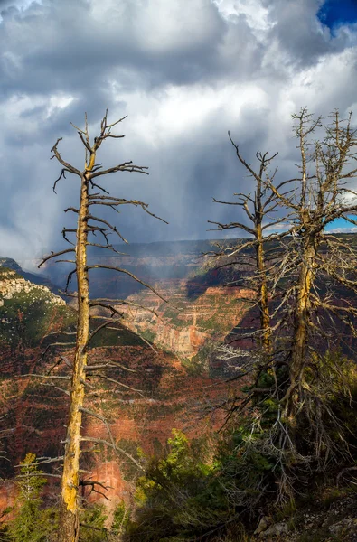 Dead Trees In Front of a Grand Canyon Storm