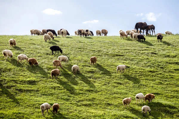 A flock of sheep on the grassland.