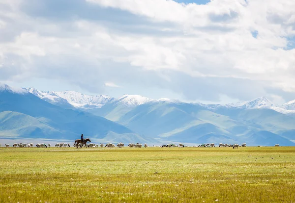 The flock under the snow mountain, the pasture on the plateau.