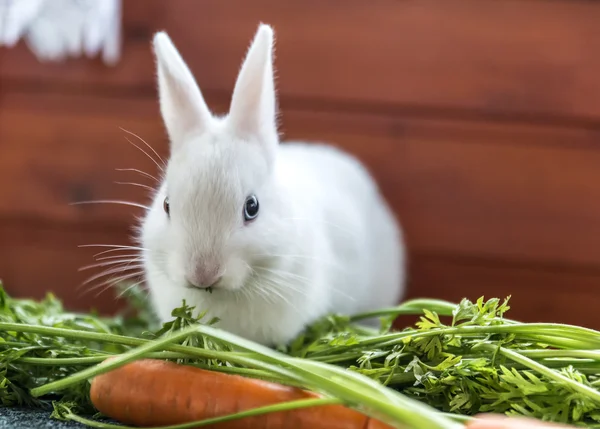 White fluffy rabbit and carrots