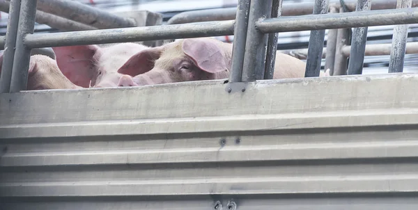 Pigs on truck way to slaughterhouse for food.