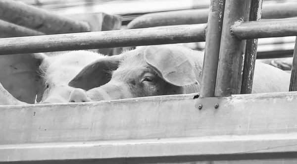 Pigs on truck way to slaughterhouse for food.