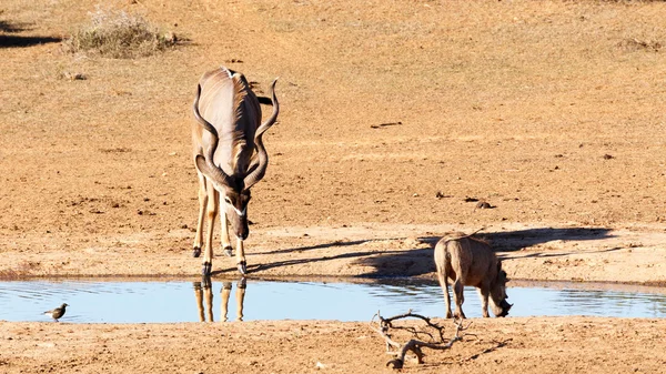 Drinking in silence - Greater Kudu - Tragelaphus strepsiceros
