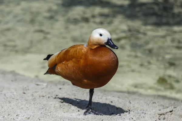 Red duck on one leg. Tadorna ferruginea