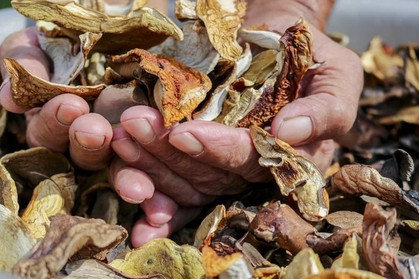 A lot of dried mushrooms. Elderly man holds in his hands a lot of good dried mushrooms.Mushroom boletus. Cep boletus