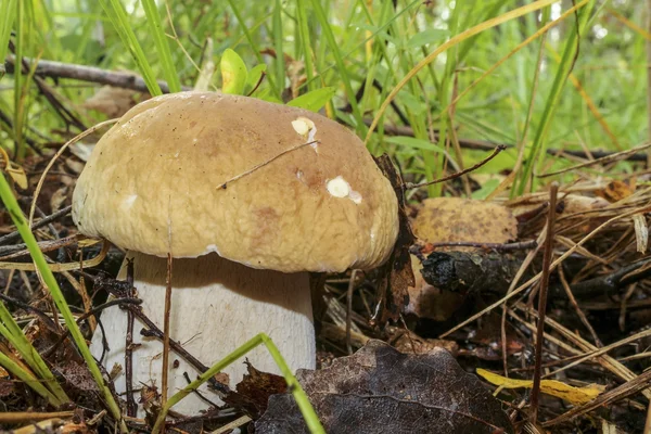 Mushroom boletus. Cep boletus. Porcino, bolete, boletus.White mushroom on green background. Natural white mushroom.