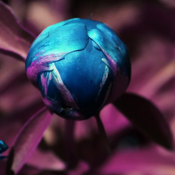 Blue peony bud with purple background, flower with digitally enhanced color