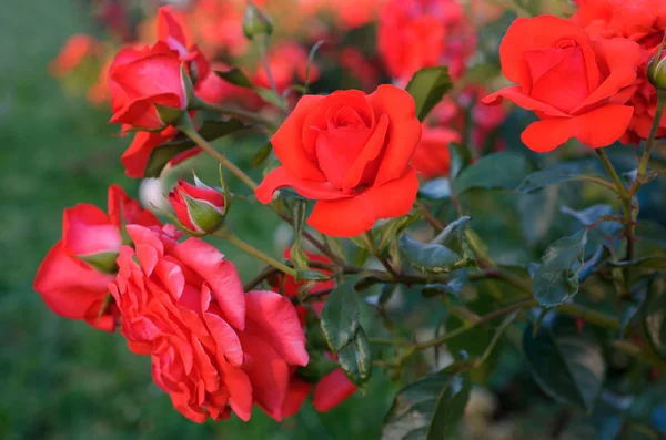 Rose bush with lots of pink roses in bloom.