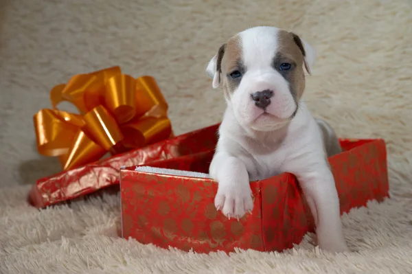 Little puppy American staffordshire terrier in a gift box