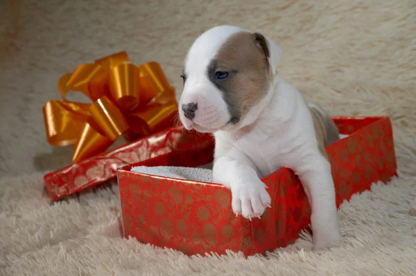 Little puppy American stafford terrier in a gift box