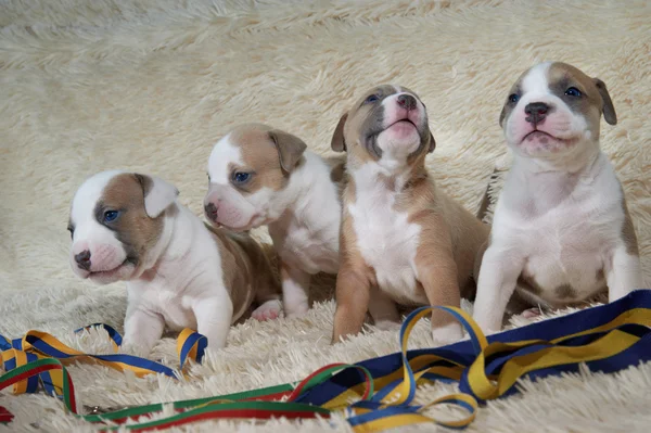 Four american staffordshire terrier puppies sitting near  color