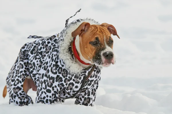 American Staffordshire Terrier dog dressed in winter warm clothe