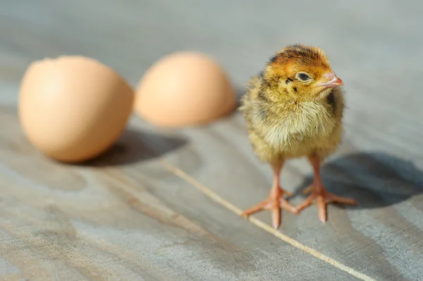 Cute chicken and egg shell on background, close-up