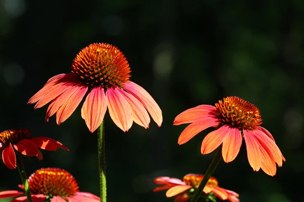 Maroon Echinacea flowers