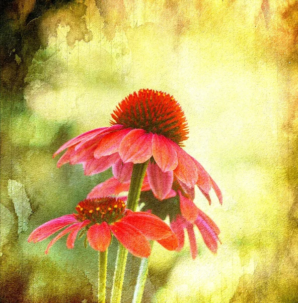 Maroon Echinacea flowers