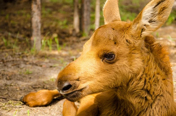 Moose baby animal