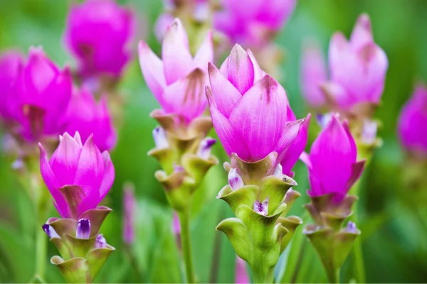 Close up siam tulip field
