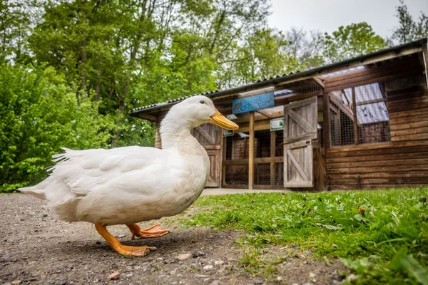 Small lazy duck