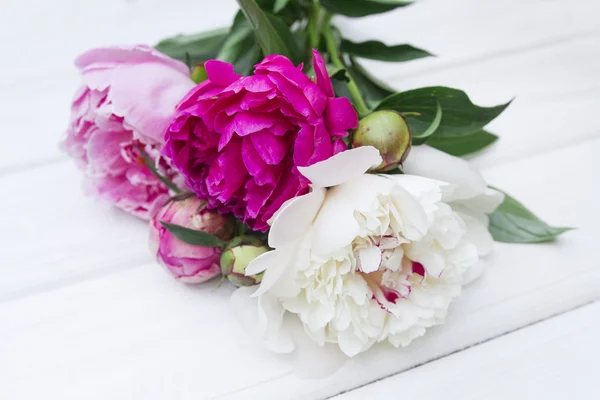 Beautiful multi-colored peonies on a white background
