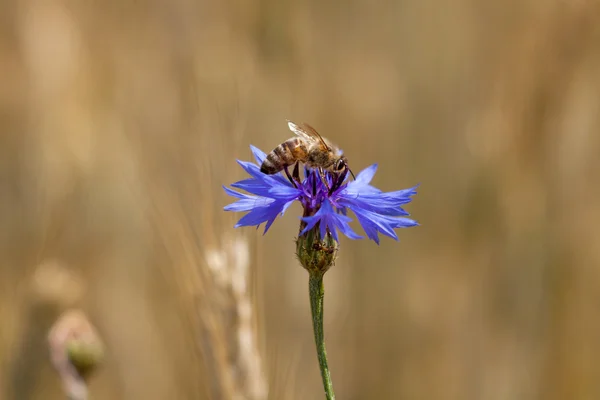 Bee on blue flower, blurred background grain of gold, cornflowers in the middle of the grain