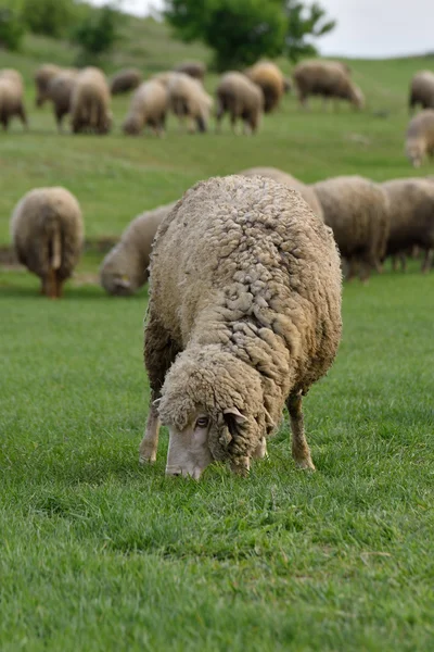 Sheep grazing on hills full of green grass