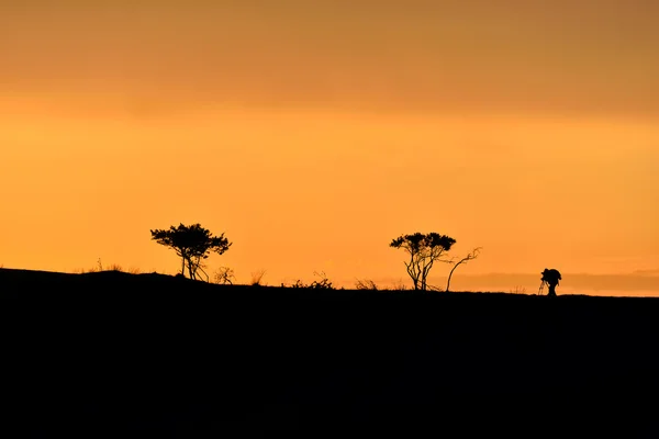 Trees and male photographer silhouette on a hill at sunrise