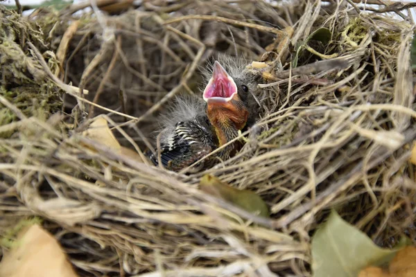 Birds nest with a little bird beak that opens. The baby is hungry.