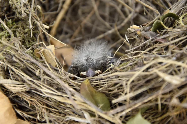 Birds nest with a little bird. The young bird was asleep.