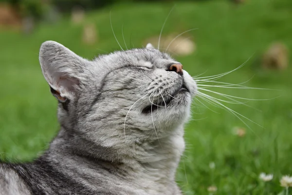 Tabby gray cat has lifted his head and half-closed eyes