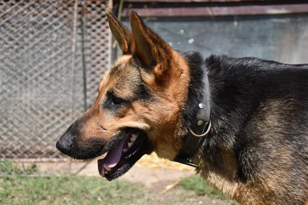 The head of the German Shepherd