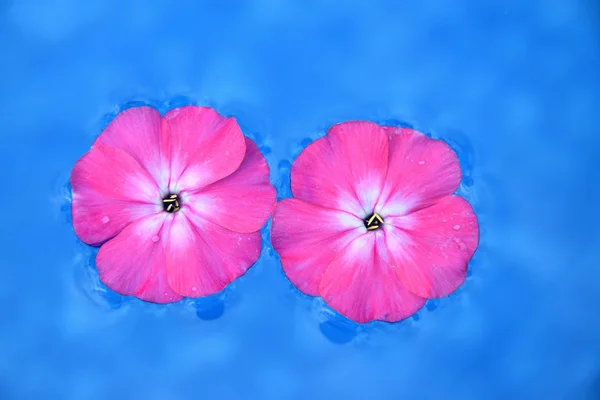 Two pink flowers on the water on a blue background