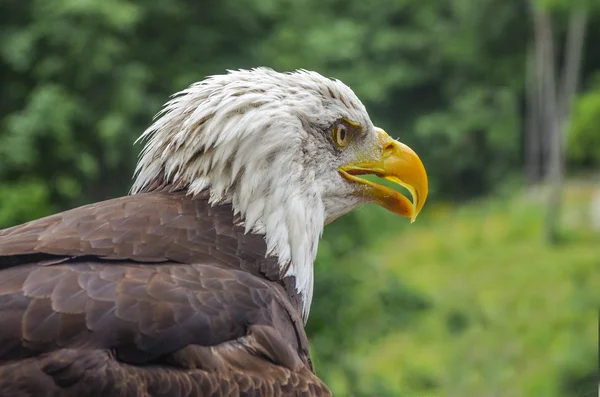 Eagle up close