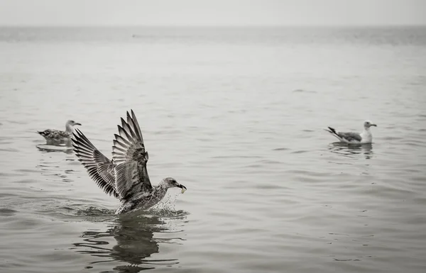 Beautiful birds seagulls eat in the sea