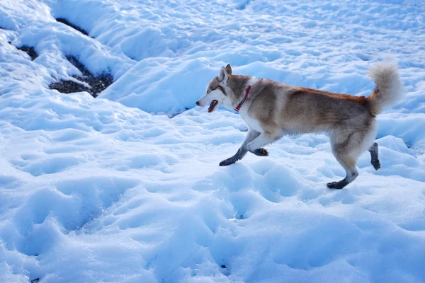 Dog walking on ice at Matanuska Glacier Alaska USA