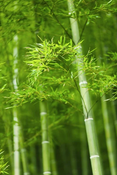 Bamboo forest in japan