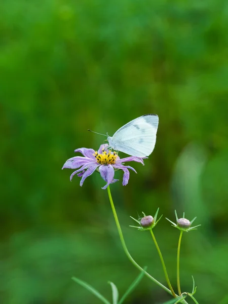 Cabbage butterfly and flower